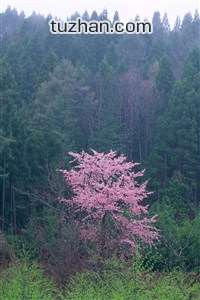 西汉姆大胜切尔西，英超劲旅再次受挫